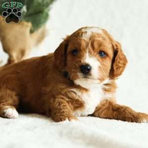 Dexter F1B, Cavapoo Puppy